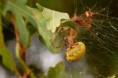 /album/araneidae/araneus-marmoreus12-jpg/